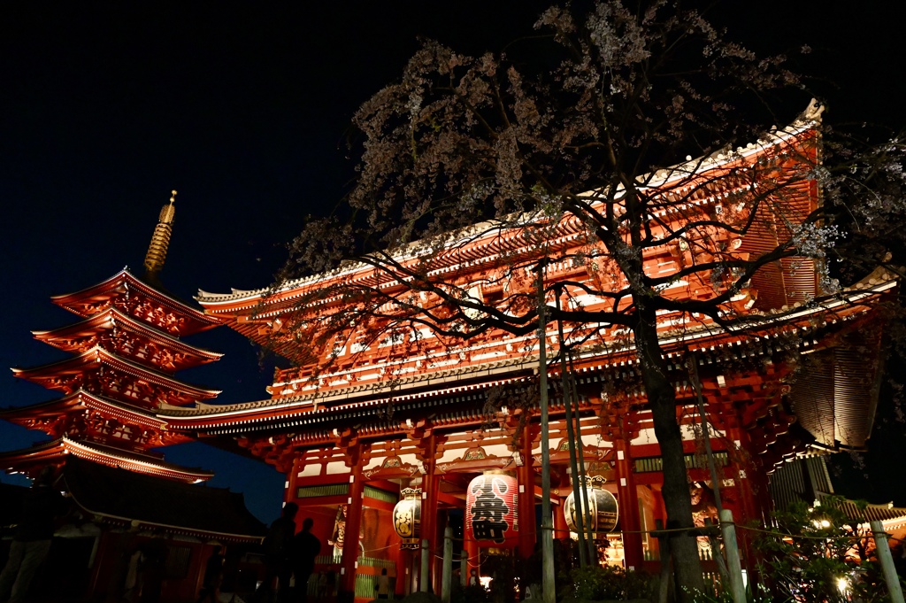浅草寺の桜
