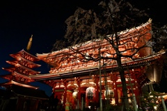浅草寺の桜
