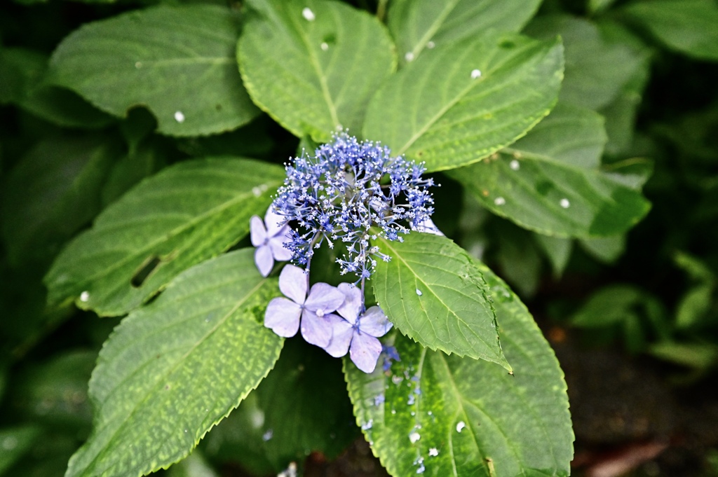 雨華
