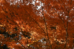 紅葉