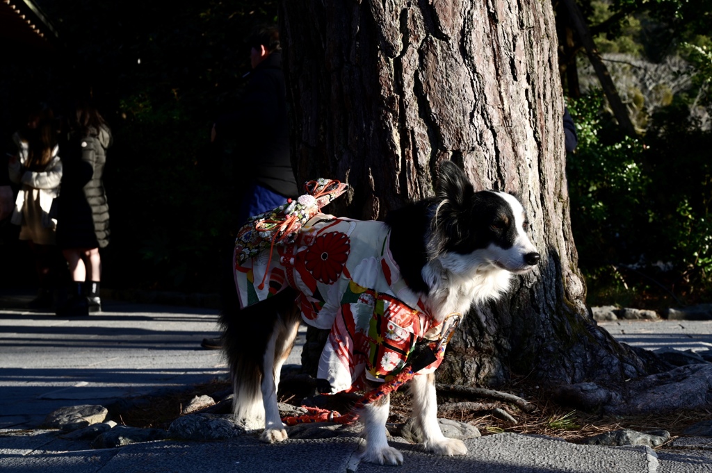 参拝犬