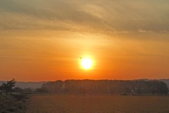 P9150270 (5)  田園夕景とトンボ