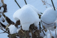 雪帽子