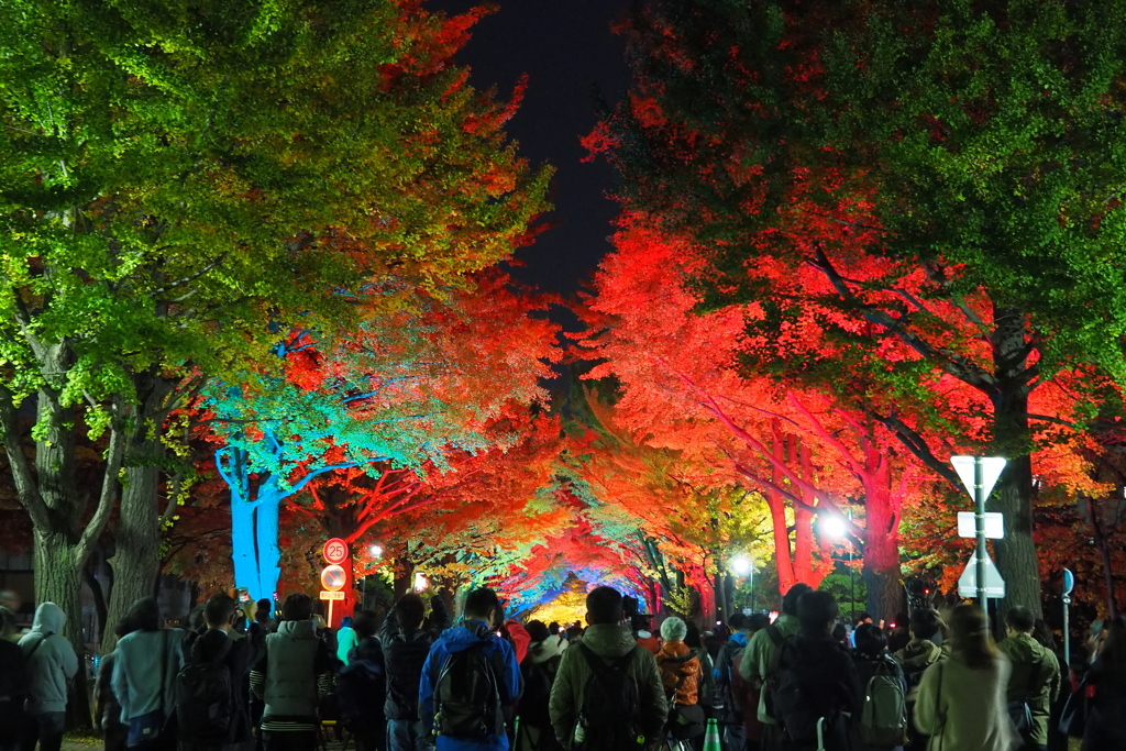 LEDライトアップの宴