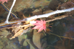 秋のひと時を楽しむ