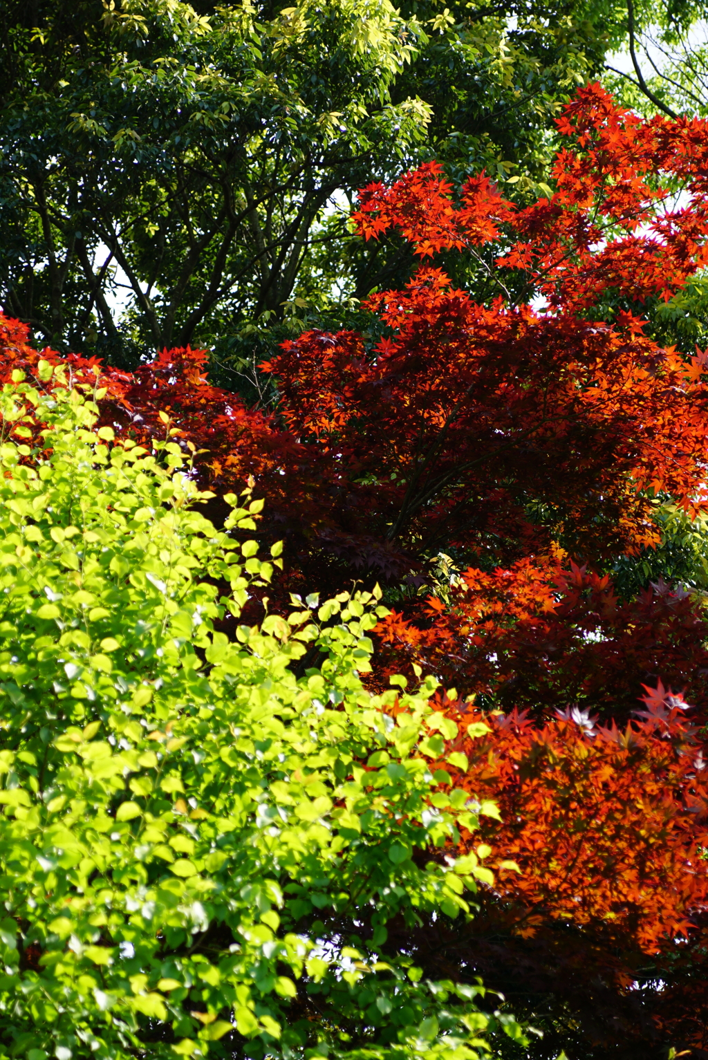 新緑と紅葉