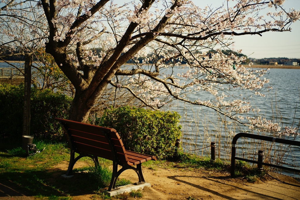 ベンチ
