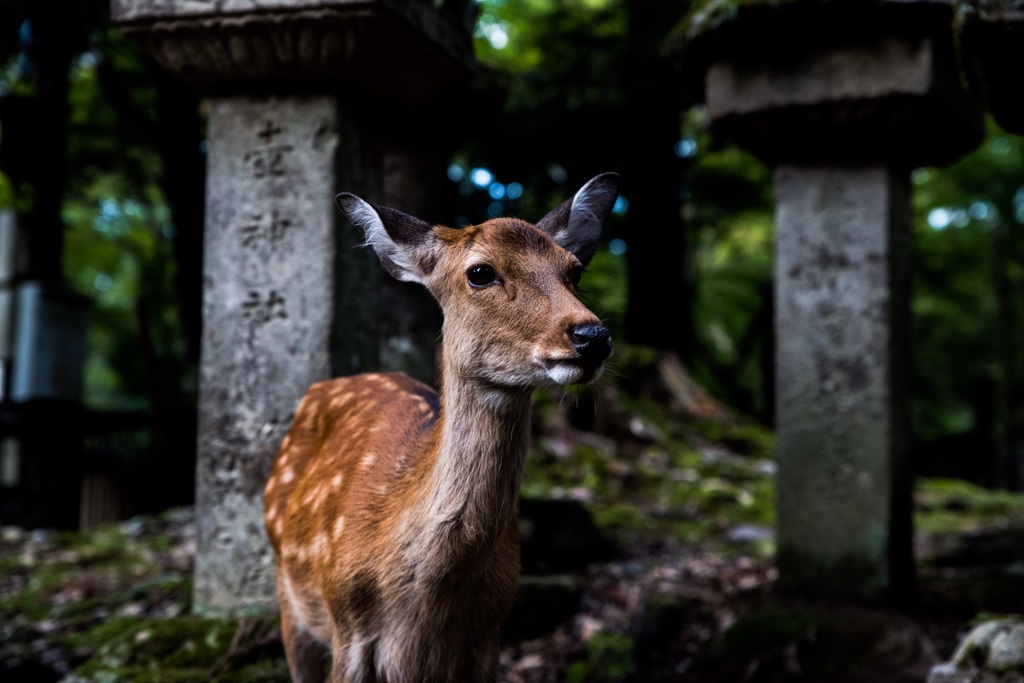 春日大社 鹿