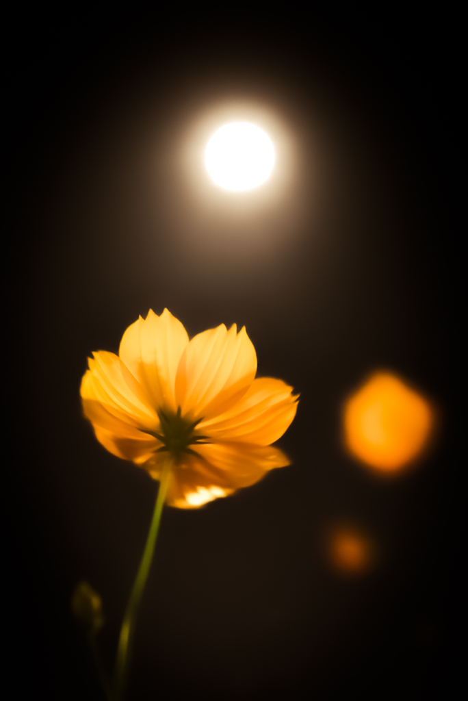 月と秋桜