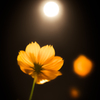 月と秋桜