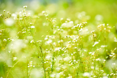 野草