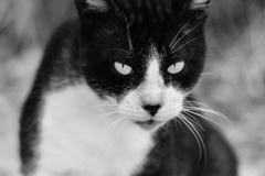 猫さん