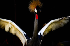 鳥
