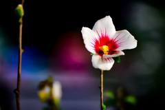 お花