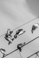 鳩