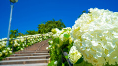 紫陽花の階段