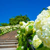 紫陽花の階段