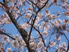 鳥さん