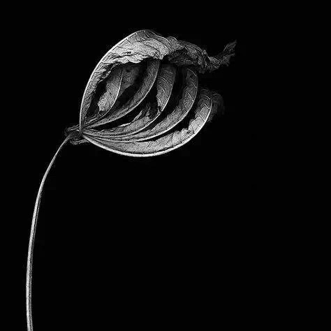 葉を落として秋を知る