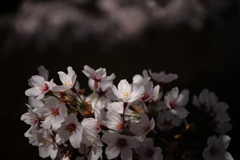 桜その１