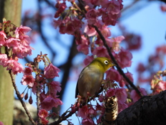 メジロと桜