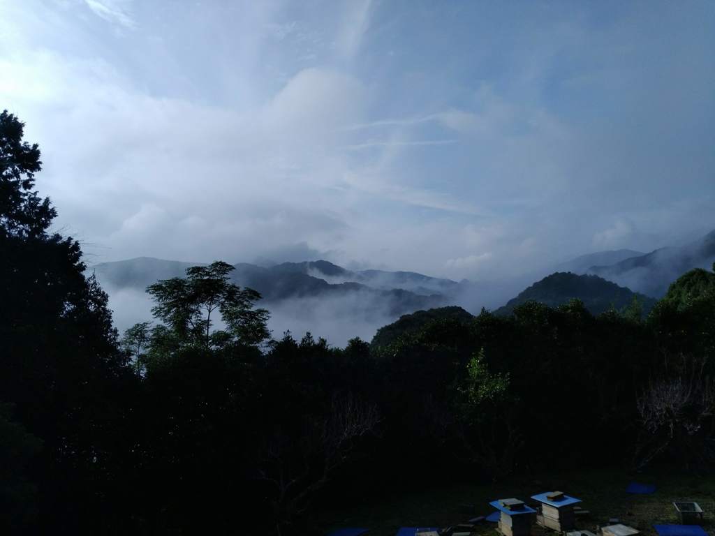 雲海と巣箱