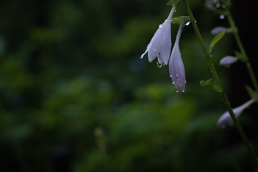 雨の森