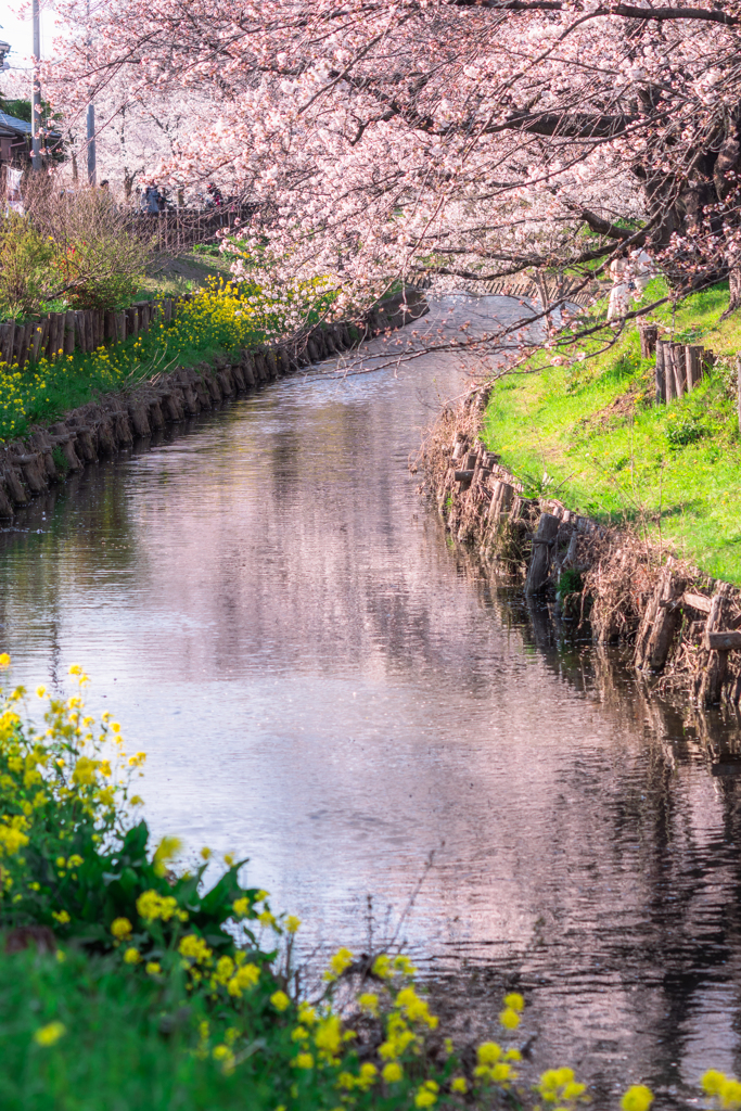 春の川