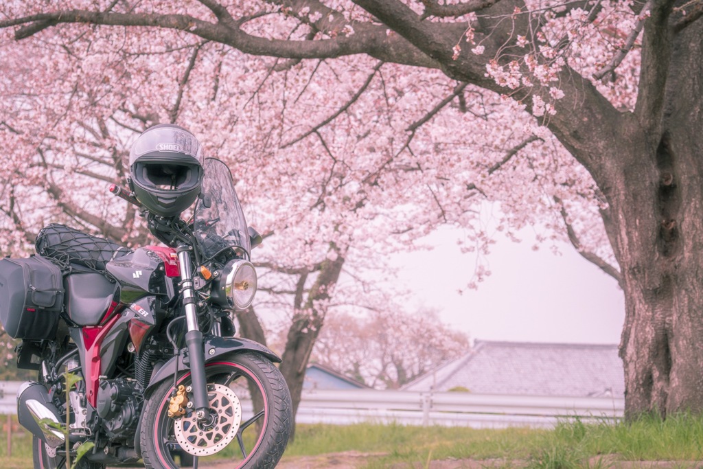 お花見ツーリング