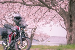 お花見ツーリング
