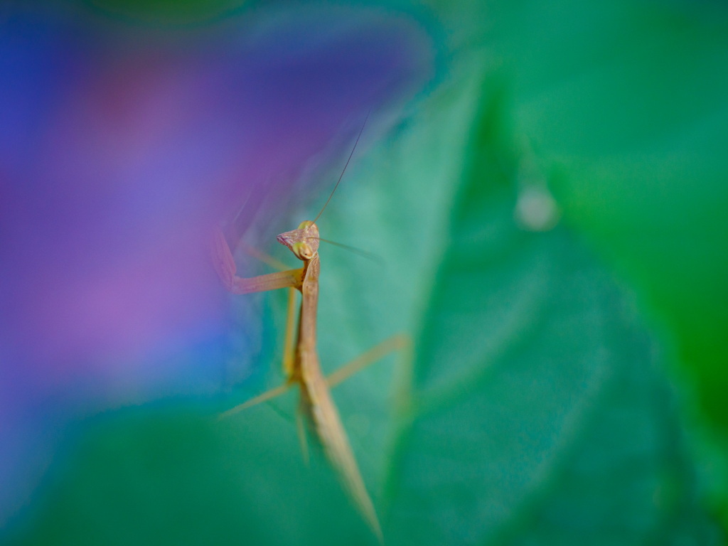 枯れ紫陽花とカマキリ