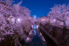 石神井川と桜2021