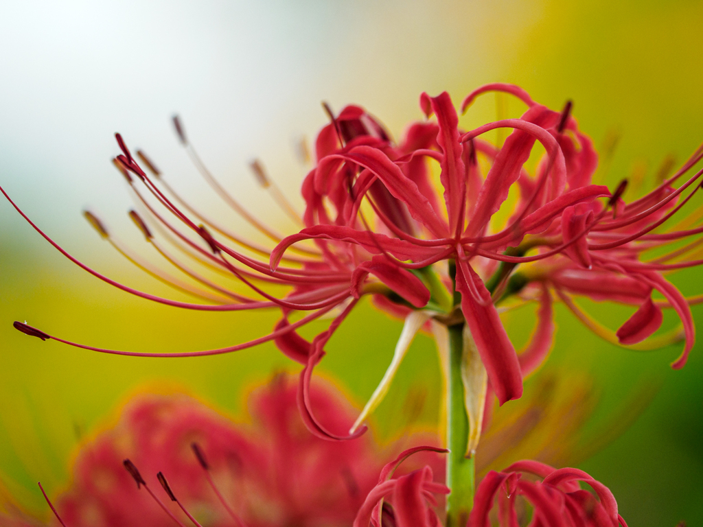 曼珠沙華