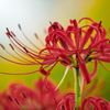 曼珠沙華