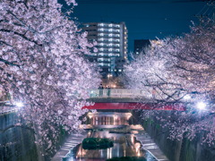 石神井川の桜