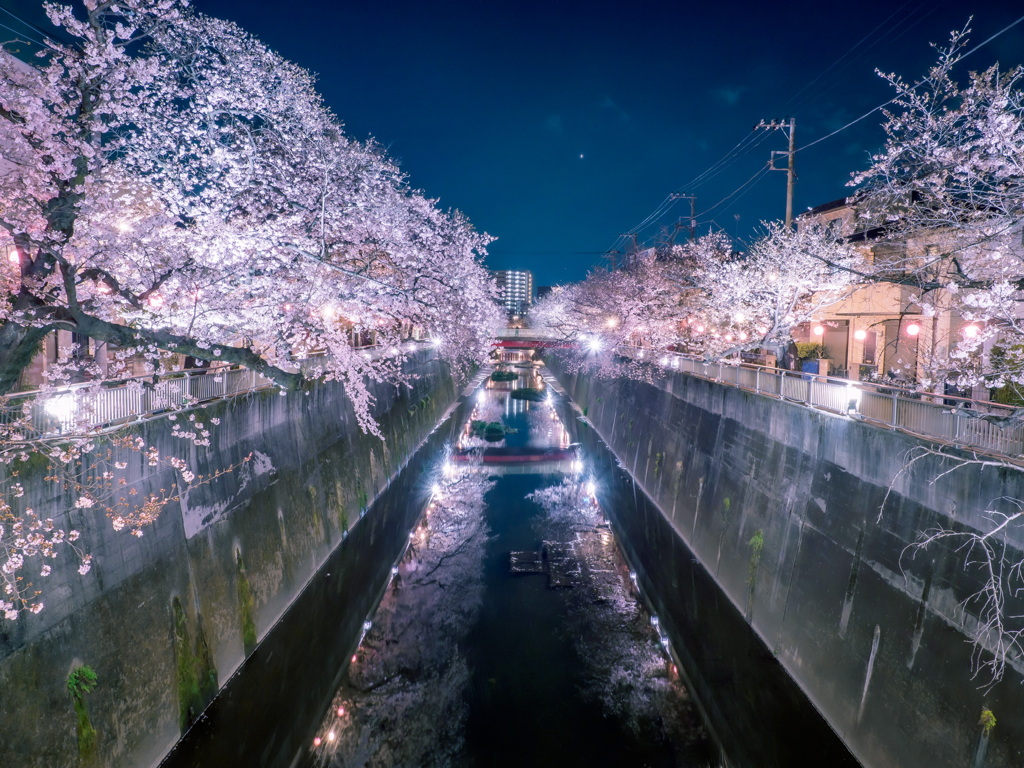 石神井川の桜2