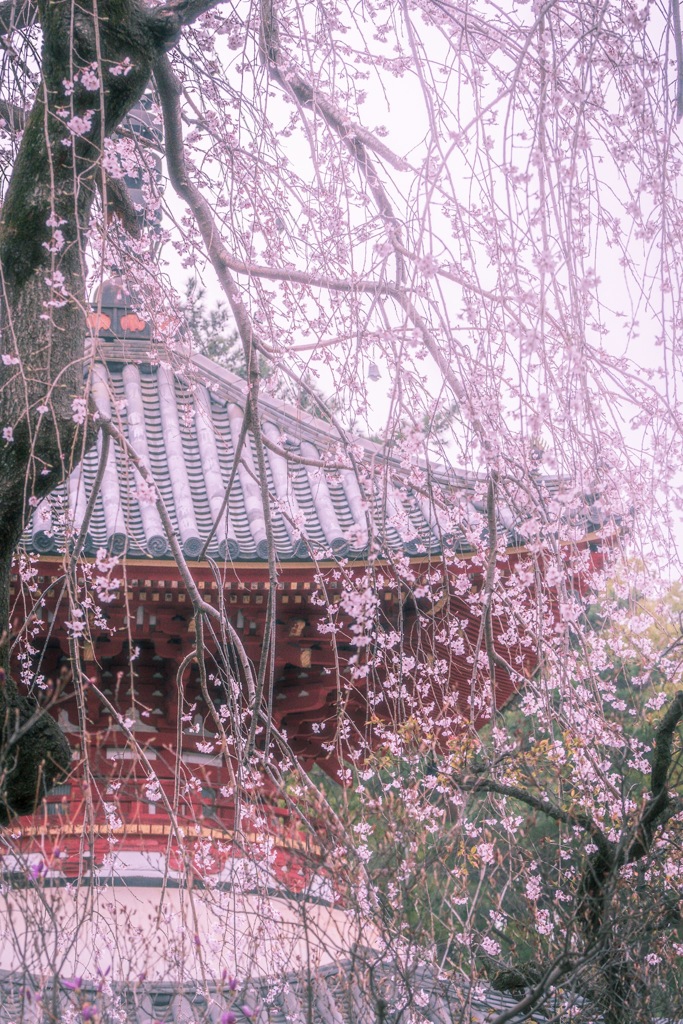 川越 喜多院