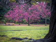 清澄庭園