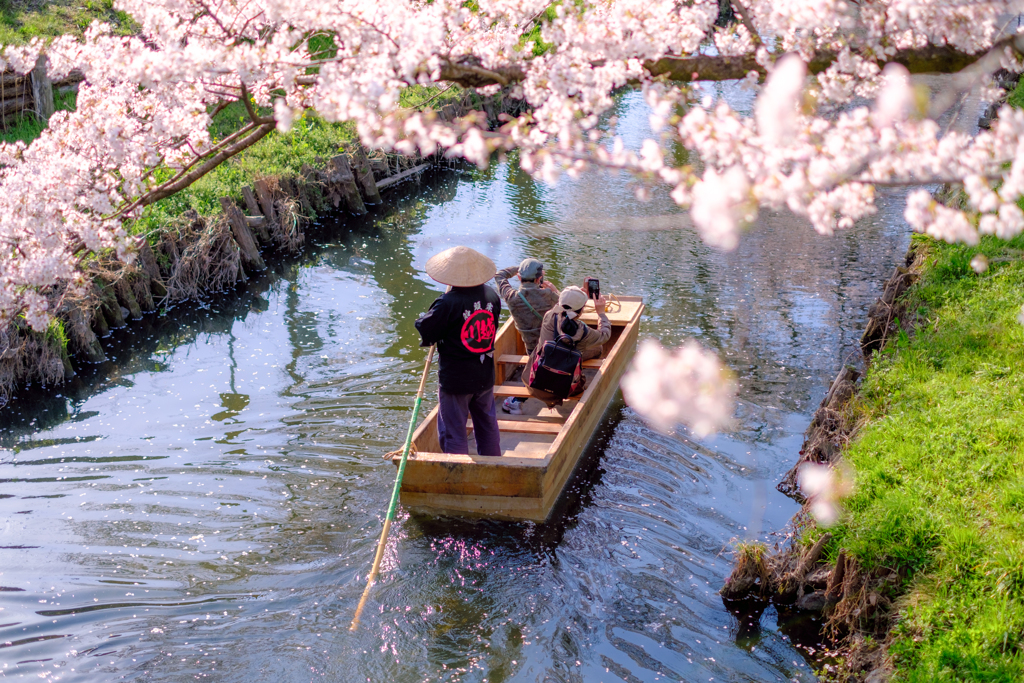 新河岸川と桜