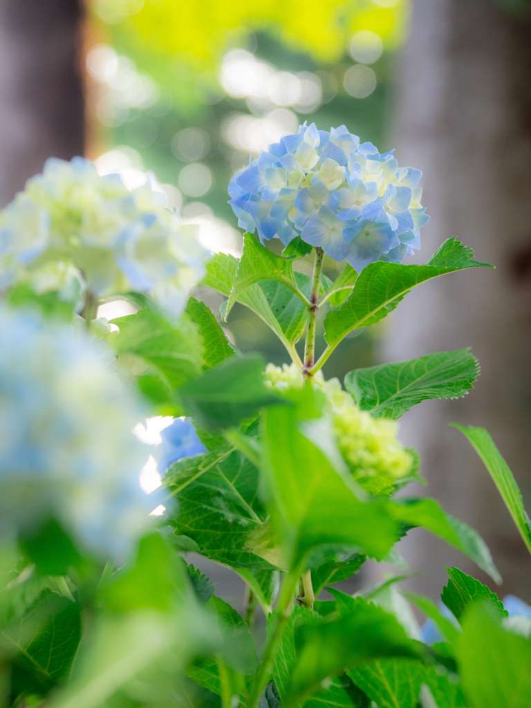 紫陽花の季節