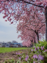 すみよし河津桜