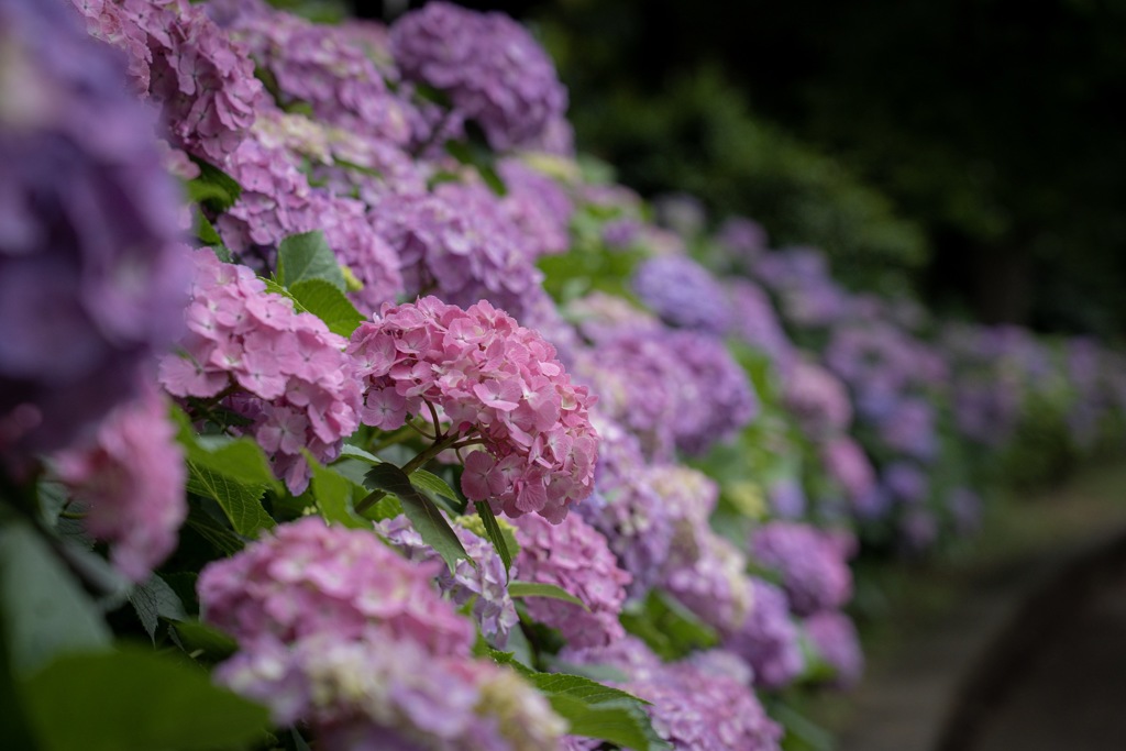 不忍池の紫陽花