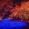 紅葉見ナイト