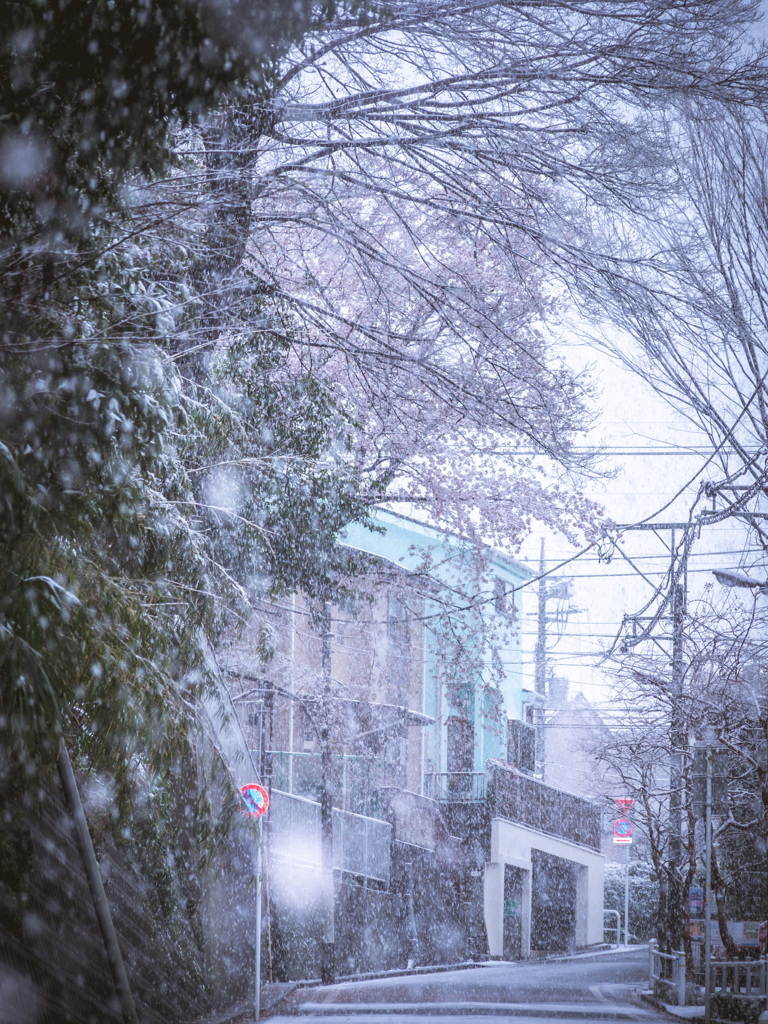snowy cherrybrossom
