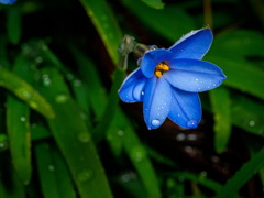 雨散歩