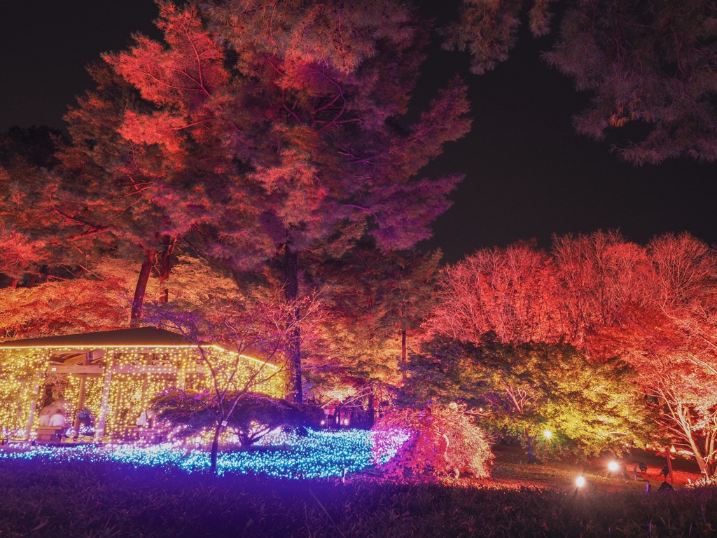 紅葉見ナイト2