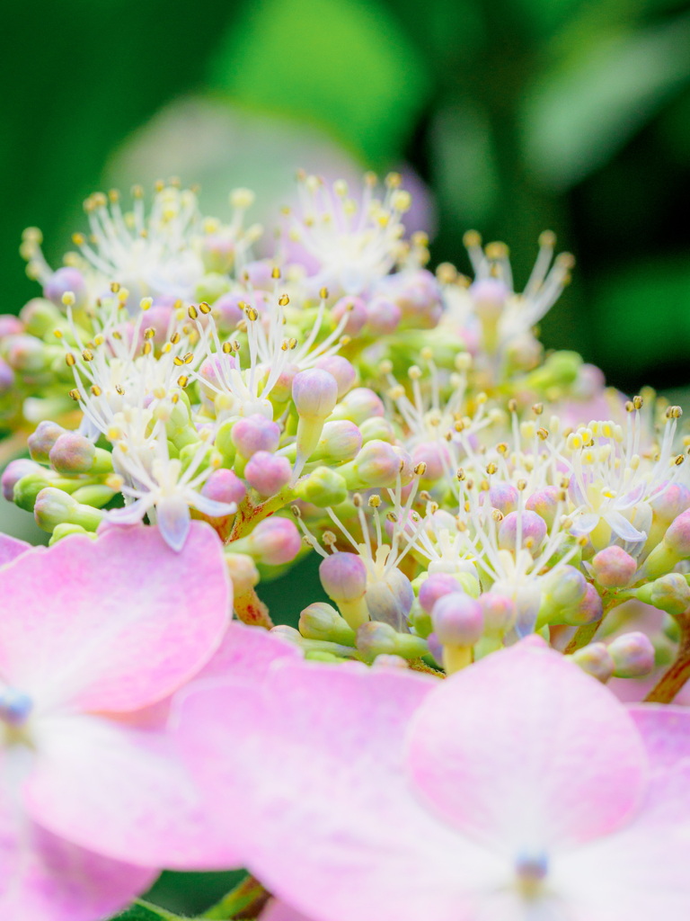 紫陽花アップ