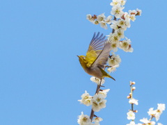 次はあの枝