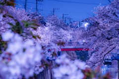 石神井川の桜2021 その2