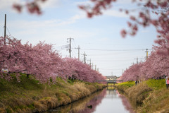 青毛堀川の河津桜4